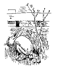 osterhase.jpg
