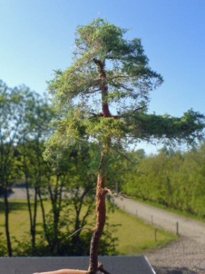 fyrtrae i sol small.jpg